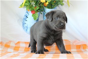Jackson - Labrador Retriever for sale