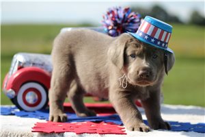 Storm - Labrador Retriever for sale