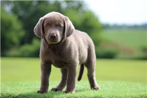 Sydney - Labrador Retriever for sale