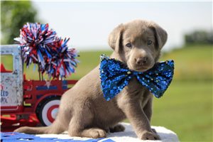 Sergeant - puppy for sale