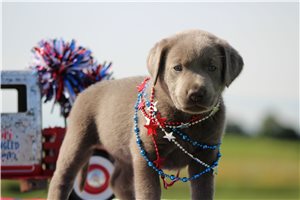 Sylvan - puppy for sale