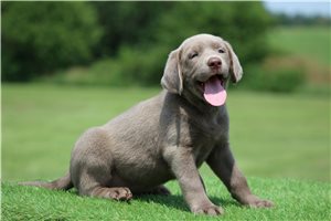 Suzi - Labrador Retriever for sale