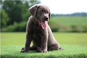 Spirit - Labrador Retriever for sale