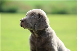 Stuart - Labrador Retriever for sale