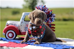 Spirit - puppy for sale