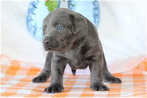 Josie - Labrador Retriever for sale