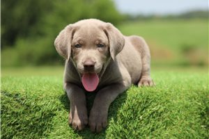 Sylvan - Labrador Retriever for sale