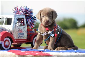 Sydney - puppy for sale