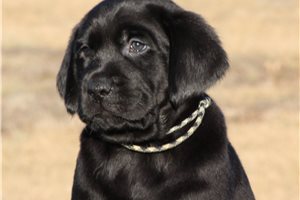 Jasper - Labrador Retriever for sale