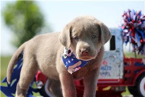 Suzi - puppy for sale