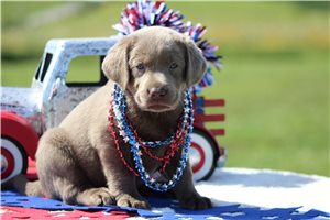 Sweetie - puppy for sale