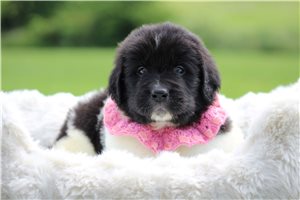 Max - Newfoundland for sale