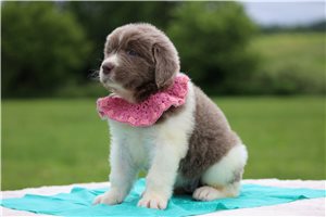 Fancy - Newfoundland for sale