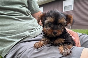 Cash - Yorkshire Terrier - Yorkie for sale