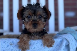 Bastian - puppy for sale