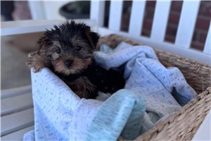 Bonnie - Yorkshire Terrier - Yorkie for sale