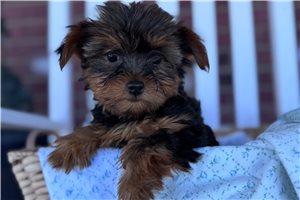 Brooke - puppy for sale