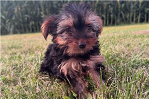 Cash - Yorkshire Terrier - Yorkie for sale