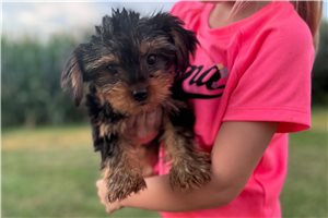 Cruz - Yorkshire Terrier - Yorkie for sale