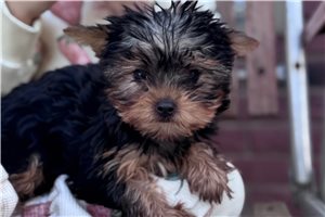 Madison - Yorkshire Terrier - Yorkie for sale