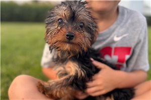 Cash - puppy for sale