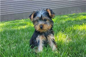 Maximillian - Yorkshire Terrier - Yorkie for sale