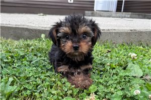 Cruz - puppy for sale