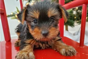 Hadley - Yorkshire Terrier - Yorkie for sale