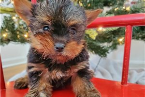Halo - Yorkshire Terrier - Yorkie for sale