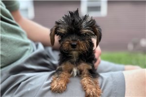 Calvin - puppy for sale
