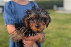 Cruz - Yorkshire Terrier - Yorkie for sale