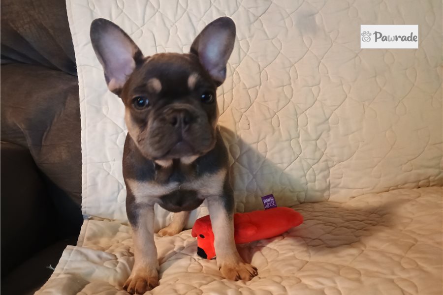 Pandora - French Bulldog for sale