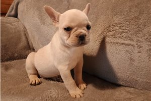 Nugget - French Bulldog for sale