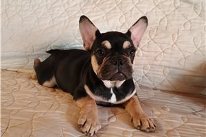 Piper - French Bulldog for sale