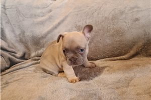Cartwright - French Bulldog for sale