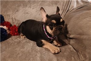 Piper - French Bulldog for sale