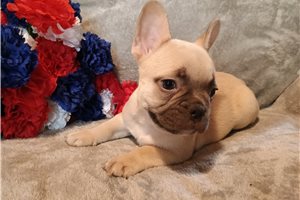 Cara - French Bulldog for sale