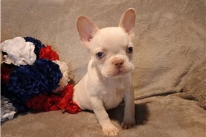 Nate - French Bulldog for sale