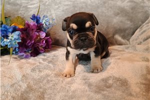 Piper - puppy for sale