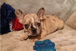 Carlotta - French Bulldog for sale