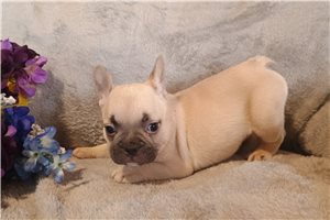 Cara - French Bulldog for sale