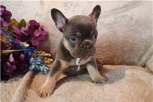 Belladonna - French Bulldog for sale