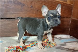 Simone - puppy for sale