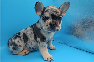 Starla - puppy for sale