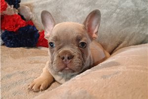 Cartwright - French Bulldog for sale