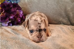 Puck - French Bulldog for sale