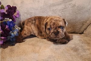 Egon - French Bulldog for sale