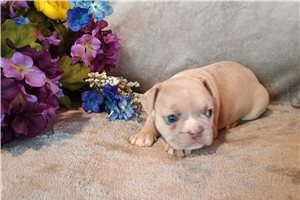 Rosie - French Bulldog for sale