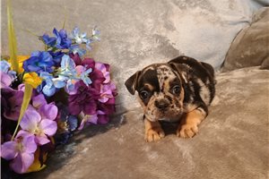 Penelope - French Bulldog for sale
