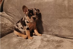Penelope - French Bulldog for sale